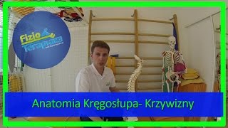 Krzywizny kręgosłupa  Lordoza i Kifoza 3 FizjoTerapia HD [upl. by Airotcivairam94]