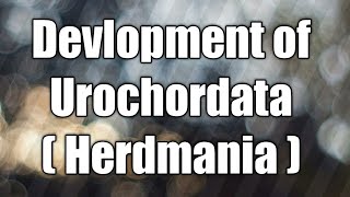 Development of Urochordata  Herdmania [upl. by Nayarb]