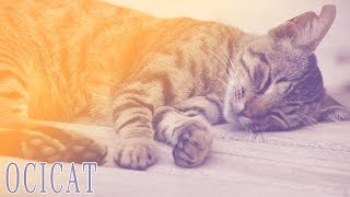 Ideal Companion Ocicat  Cat Breeding Videos [upl. by Noelle]