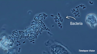 Immune Cells Eating Bacteria Phagocytosis [upl. by Robaina]