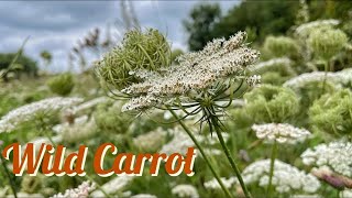 Wild Carrot Queen Anne’s Lace Daucus carota Identification [upl. by Doowron]