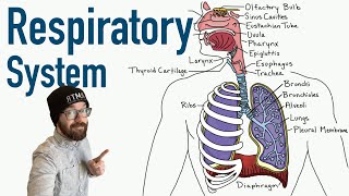 Respiratory System  Structure and Function [upl. by Ntsud]