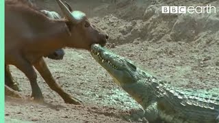 The Nile Crocodile vs Buffalo  Wild Africa  BBC Earth [upl. by Petuu]