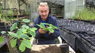 How to take hydrangeas cuttings at stinky ditch nursery August ‘19 [upl. by Yebot]