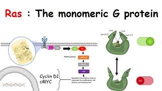 Ras The monomeric G protein [upl. by Dympha]