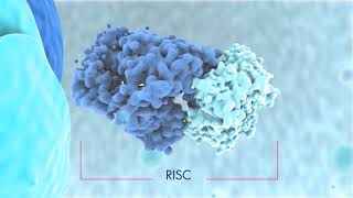 Biogenesis of miRNAs and mode of action [upl. by Wini238]