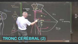 Anatomie du tronc cérébral 2 Neuroanatomie 4 [upl. by Isis]