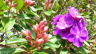 Tibouchina semidecandra seed pods  princess flower  lasiandra  glory bushes HD 06 [upl. by Merry]