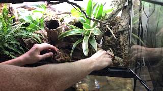 How to create a Bioactive Paludarium terrarium featuring SuperGrow as new way to landscape [upl. by Packton]