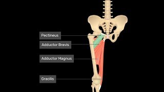 Exercise for the pectineus groin muscle [upl. by Milson]