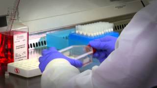 Primary Cell Culture Protocols amp Guidance [upl. by Mozza505]