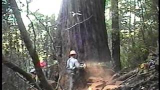 Falling an old growth redwood tree Humboldt County CA 2002 [upl. by Nwahsyt]