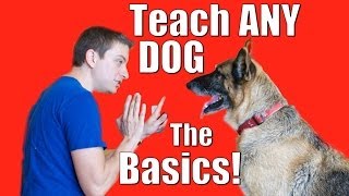 Dog Training 101 How to Train ANY DOG the Basics [upl. by Alair]