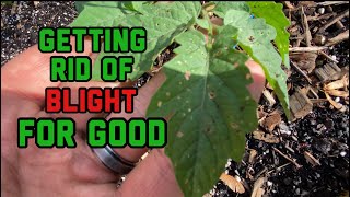 How to prevent and control blight in tomatoes and treatment I have had it with blight [upl. by Aldarcy]