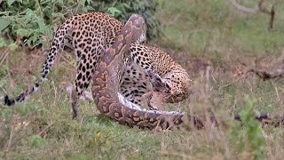 Python Constricts Leopard As It Fights Back [upl. by Creigh]