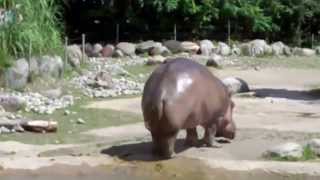 Le plus gros pet du monde  Lhippopotame [upl. by Red]