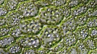 Leaf Cells Through a Microscope [upl. by Llaccm]