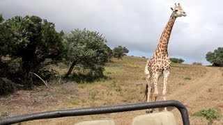 Giraffe Attacks Jeep on Safari [upl. by Colombi999]