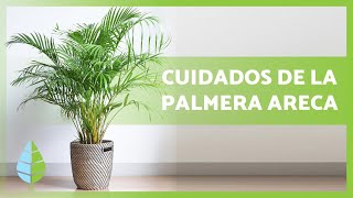 Cómo CUIDAR una PALMERA ARECA🌴💧 – ¡Riego abono reproducción y más [upl. by Bradski]