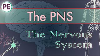 The Nervous System Peripheral Nervous System PNS [upl. by Blanch]