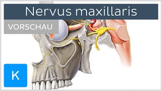 Nervus maxillaris Vorschau  Anatomie Verlauf und Funktion  Kenhub [upl. by Yolanda955]