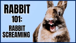 Rabbit 101 Rabbit Screaming [upl. by Avin915]