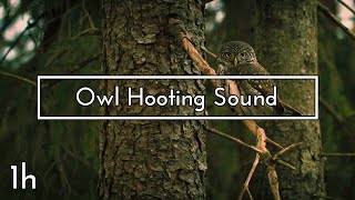 Owl Hooting Sound  1 hour [upl. by Cila]