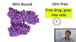 Pharmacokinetics Part 2 Distribution protein binding equilibrium [upl. by Nwahsiek]