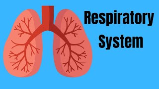 Respiratory System Basics [upl. by Acinoda676]