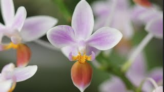 Phalaenopsis equestris [upl. by Gilbertine771]