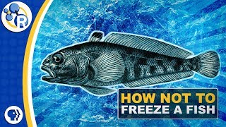 Why Don’t Antarctic Fish Freeze to Death [upl. by Trudi]