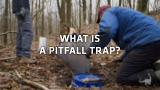 What is a Pitfall Trap for Herpetology Ask A Scientist [upl. by Aihpled]