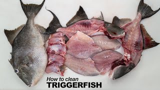 How to clean Triggerfish [upl. by Gnal]