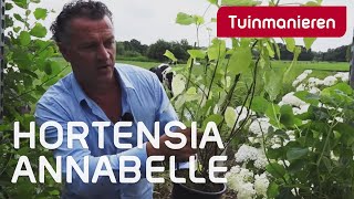 Hortensia Annabelle snoeien hoe doe je dat  Tuinmanieren [upl. by Hartman]