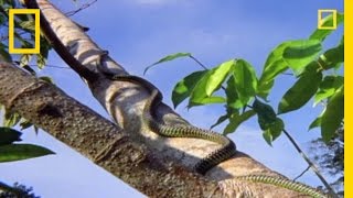 Flying Snake Hunts Leaping Lizard  National Geographic [upl. by Viens127]