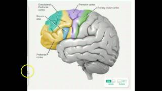 Frontal Lobe [upl. by Levana]