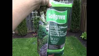 Fertilizing Your Evergreen Shrubs Cedars Using Golfgreen Fertilizer [upl. by Atter]