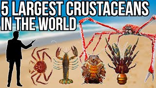 5 Largest Crustaceans In The World [upl. by Nuawaj]