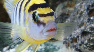 Labidochromis Hongi Red Top Malawi Mbuna cichlid care guide [upl. by Romelda]