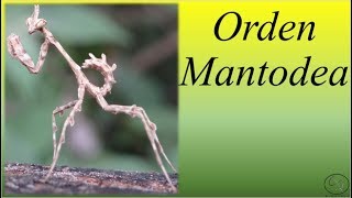 Orden Mantodea BIOPEDIA [upl. by Atihana]