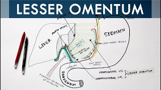 Lesser Omentum  Attachment Ligaments amp Contents  Anatomy Tutorial [upl. by Maurie]