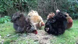 Pekin Frizzle Bantam Chickens [upl. by Neelav636]