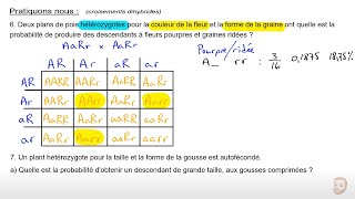 Génétique monohybrides et dihybrides [upl. by Ymrots561]