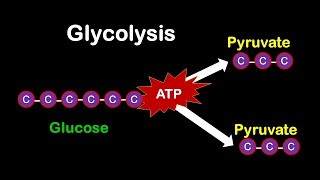 Glycolysis MADE EASY [upl. by Bogie]