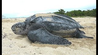 Facts The Leatherback Sea Turtle [upl. by Ardnahs570]