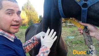 Vídeo tutorial  inyección intravenosa  equino  Cmuñoz [upl. by Inaffyt]