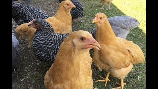 10 Week Update  Buff Orpington amp Barred Plymouth Rock Chickens [upl. by Aes221]