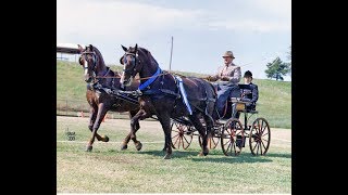 The National Carriage Drive at the Kentucky Horse Park [upl. by Akinet]