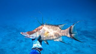 Commercial Day  Freediving  Exuma [upl. by Naginarb]