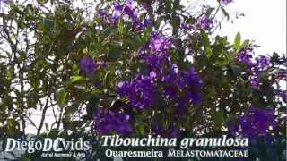 Tibouchina granulosa  Purple Glory Tree Melastomataceae  Quaresmeira Brasil [upl. by Aerdnaid]